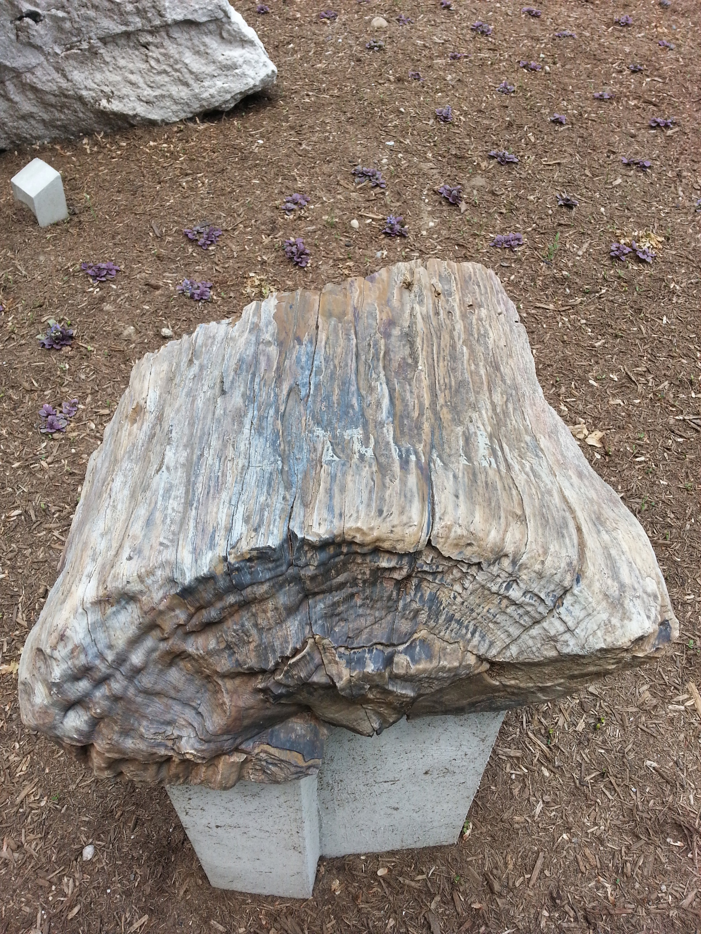 Petrified Wood